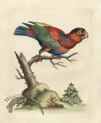 Edwards Parrot 23.jpg